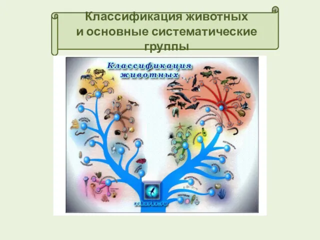 Классификация животных и основные систематические группы