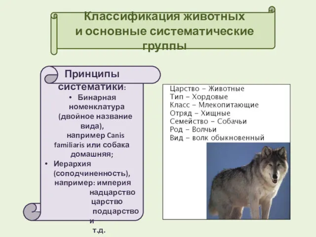 Классификация животных и основные систематические группы Принципы систематики: Бинарная номенклатура