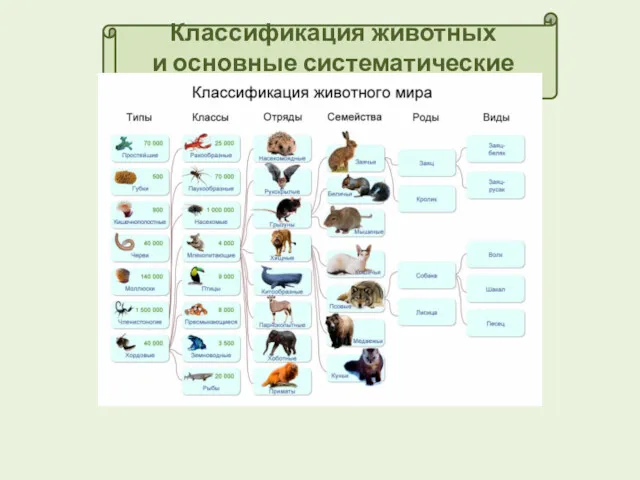 Классификация животных и основные систематические группы