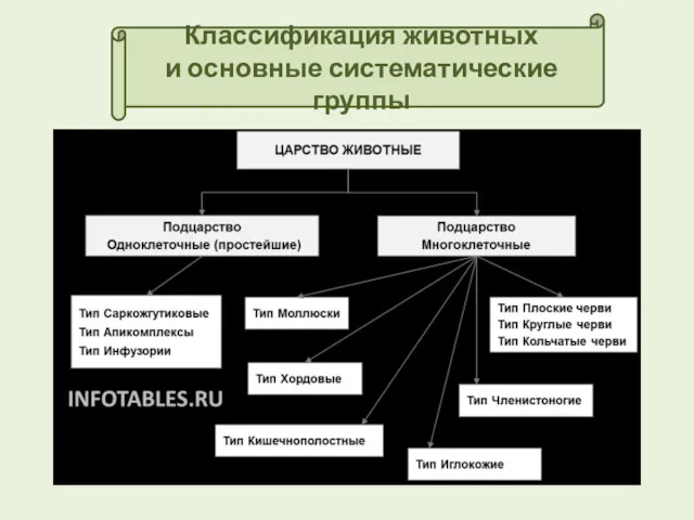 Классификация животных и основные систематические группы