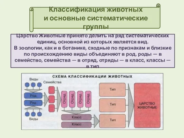 Классификация животных и основные систематические группы Царство Животные принято делить