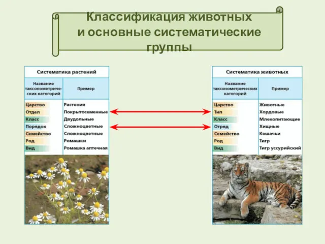 Классификация животных и основные систематические группы