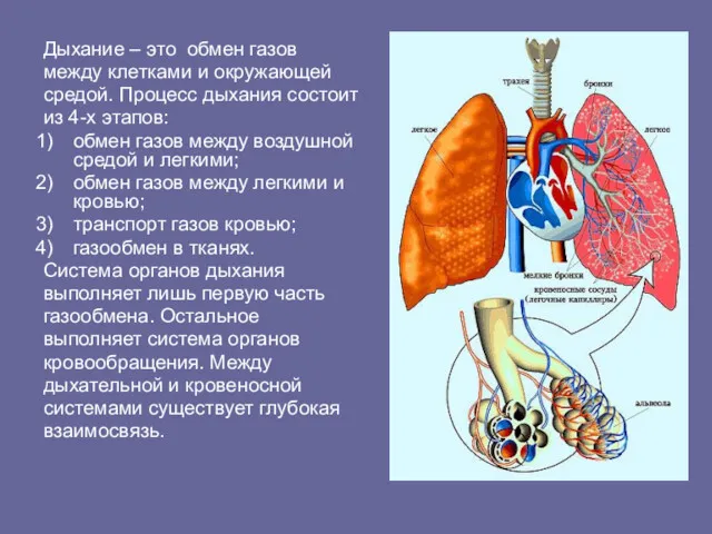 Дыхание – это обмен газов между клетками и окружающей средой.