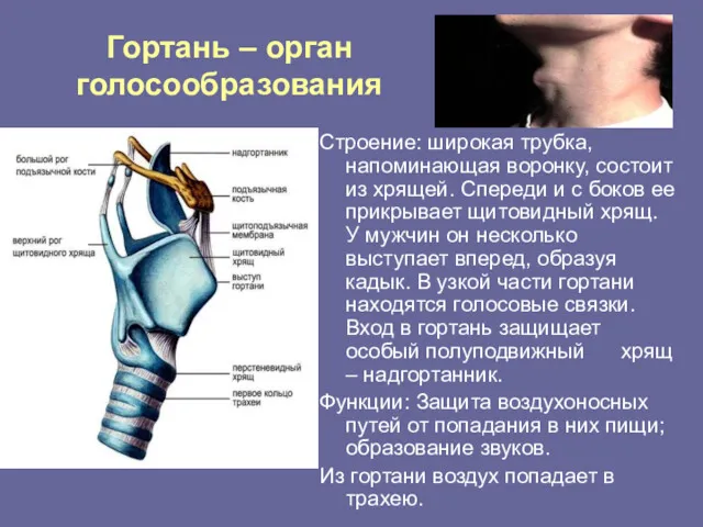 Гортань – орган голосообразования Строение: широкая трубка, напоминающая воронку, состоит