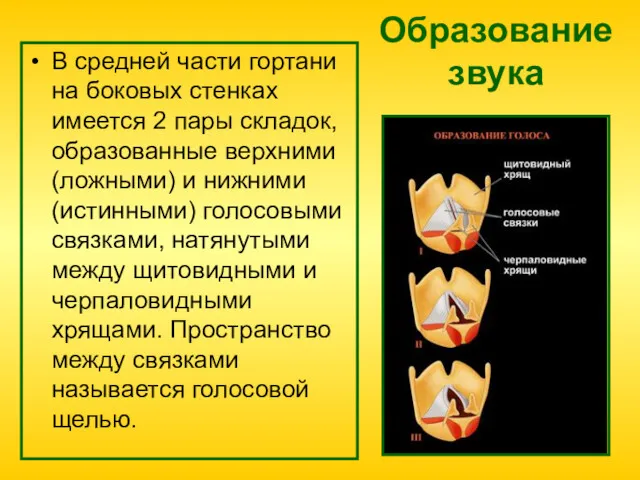 Образование звука В средней части гортани на боковых стенках имеется