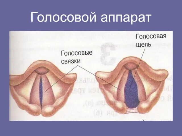 Голосовой аппарат