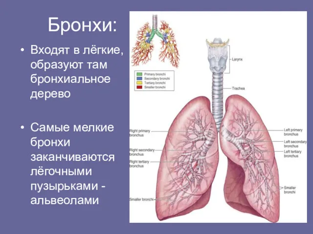 Бронхи: Входят в лёгкие, образуют там бронхиальное дерево Самые мелкие бронхи заканчиваются лёгочными пузырьками - альвеолами