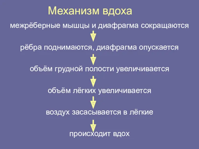 Механизм вдоха межрёберные мышцы и диафрагма сокращаются рёбра поднимаются, диафрагма