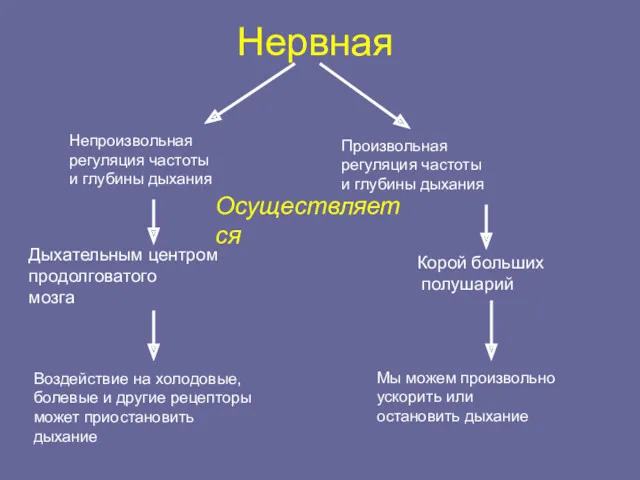 Нервная Непроизвольная регуляция частоты и глубины дыхания Произвольная регуляция частоты