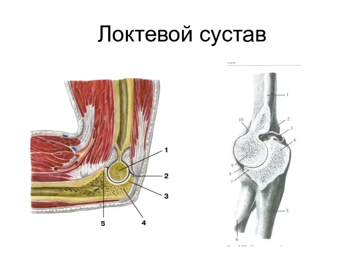 Локтевой сустав