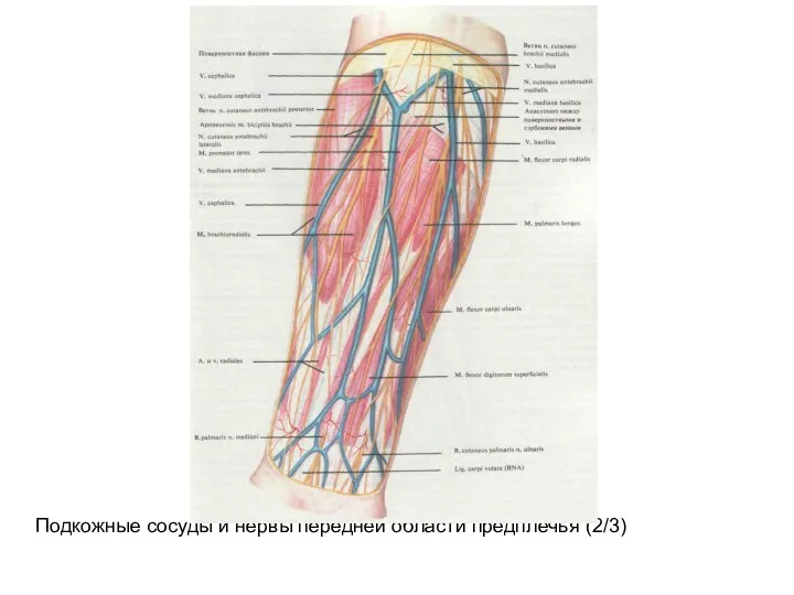 Подкожные сосуды и нервы передней области предплечья (2/3)