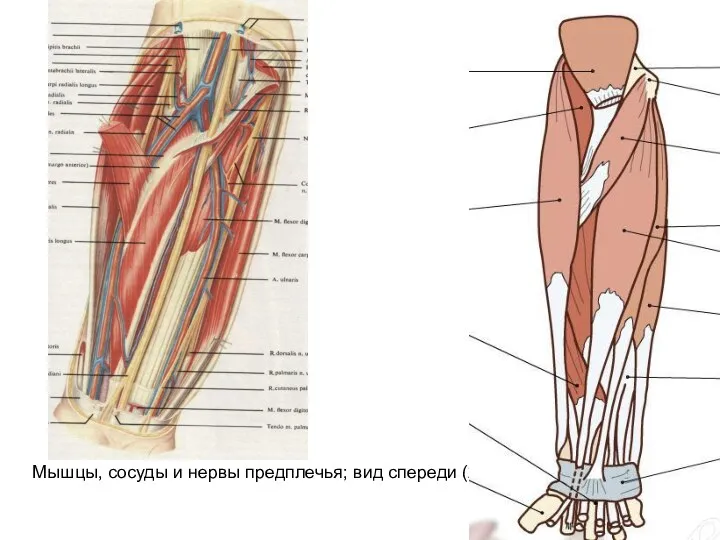 Мышцы, сосуды и нервы предплечья; вид спереди (2/3)