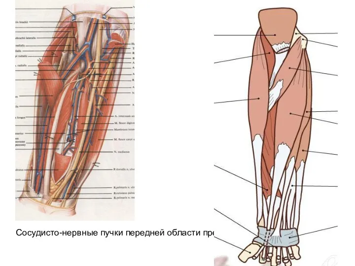Сосудисто-нервные пучки передней области предплечья; вид спереди (2/3)