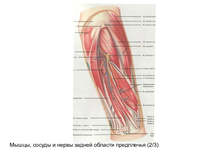 Мышцы, сосуды и нервы задней области предплечья (2/3)