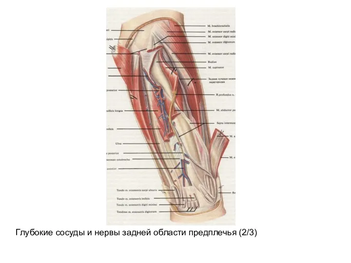 Глубокие сосуды и нервы задней области предплечья (2/3)