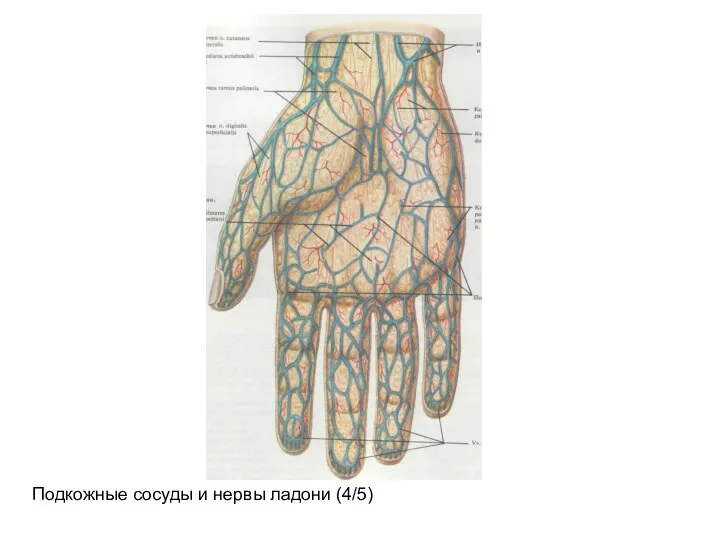 Подкожные сосуды и нервы ладони (4/5)