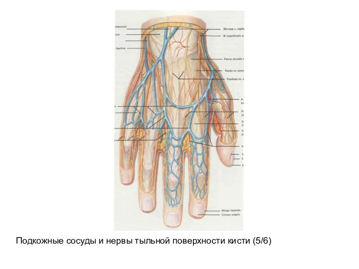 Подкожные сосуды и нервы тыльной поверхности кисти (5/6)