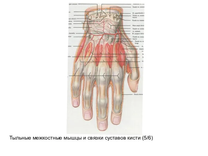 Тыльные межкостные мышцы и связки суставов кисти (5/6)