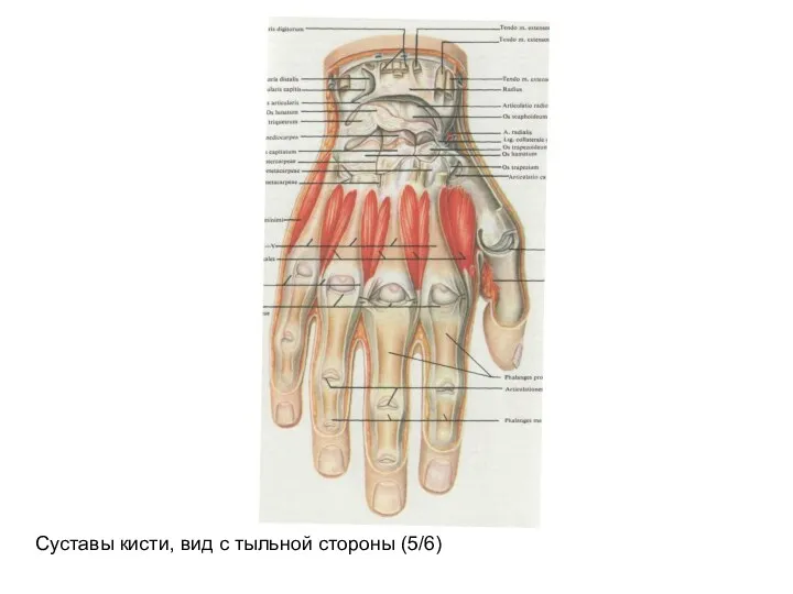 Суставы кисти, вид с тыльной стороны (5/6)