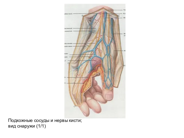 Подкожные сосуды и нервы кисти; вид снаружи (1/1)