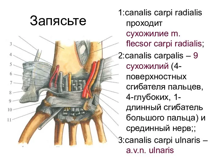 Запясьте 1:canalis carpi radialis проходит сухожилие m. flecsor carpi radialis;