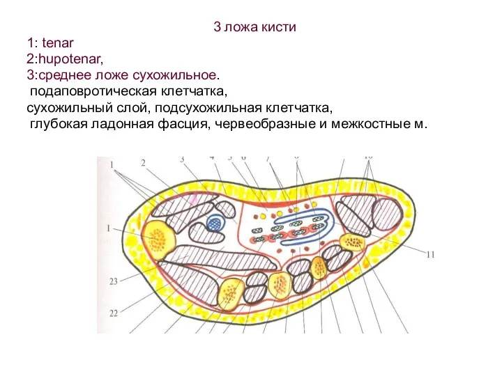 3 ложа кисти 1: tenar 2:hupotenar, 3:среднее ложе сухожильное. подаповротическая