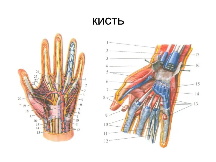 кисть