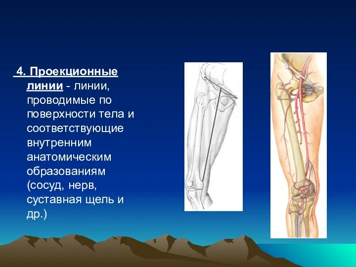 4. Проекционные линии - линии, проводимые по поверхности тела и