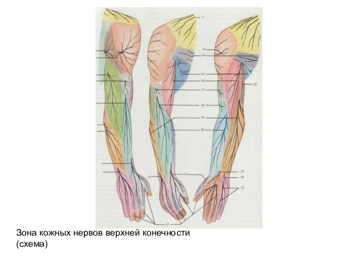 Зона кожных нервов верхней конечности (схема)