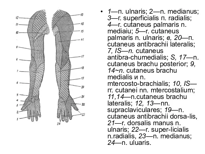 1—п. ulnaris; 2—n. medianus; 3—г. superficialis п. radialis; 4—r. cutaneus