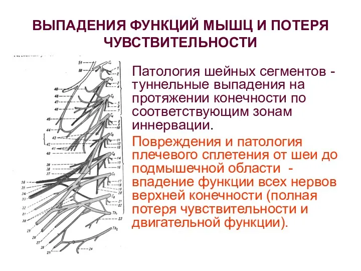 ВЫПАДЕНИЯ ФУНКЦИЙ МЫШЦ И ПОТЕРЯ ЧУВСТВИТЕЛЬНОСТИ Патология шейных сегментов -