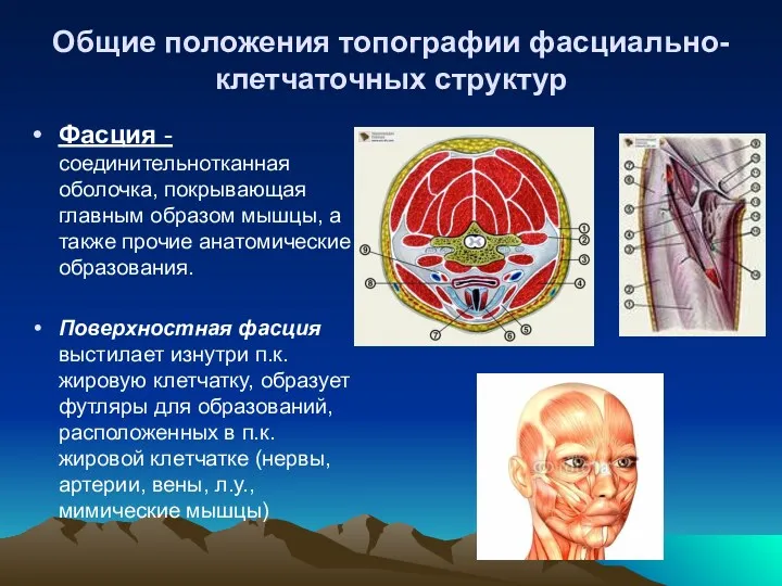 Общие положения топографии фасциально-клетчаточных структур Фасция - соединительнотканная оболочка, покрывающая