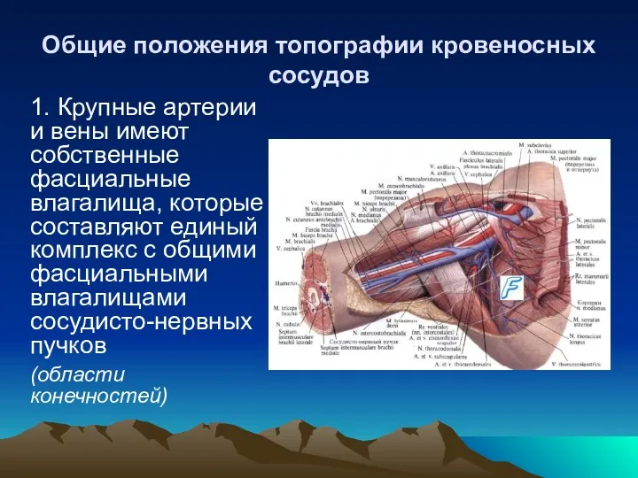 Общие положения топографии кровеносных сосудов 1. Крупные артерии и вены