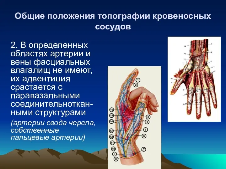 Общие положения топографии кровеносных сосудов 2. В определенных областях артерии