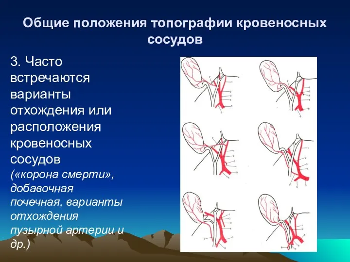 Общие положения топографии кровеносных сосудов 3. Часто встречаются варианты отхождения