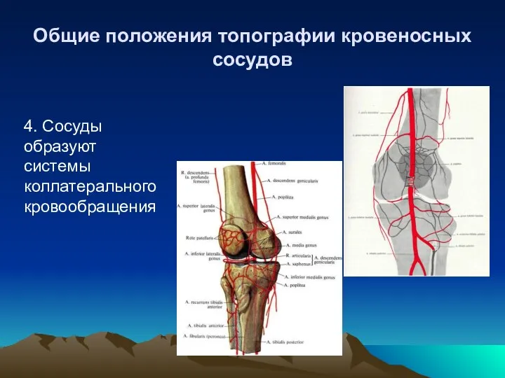 Общие положения топографии кровеносных сосудов 4. Сосуды образуют системы коллатерального кровообращения