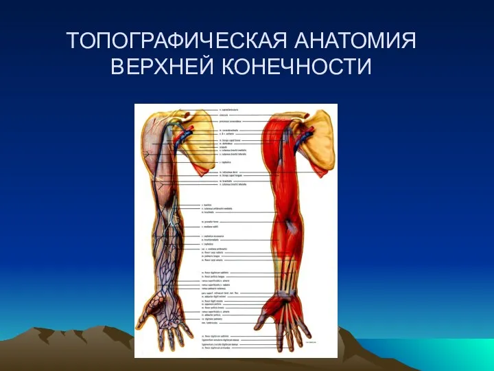 ТОПОГРАФИЧЕСКАЯ АНАТОМИЯ ВЕРХНЕЙ КОНЕЧНОСТИ