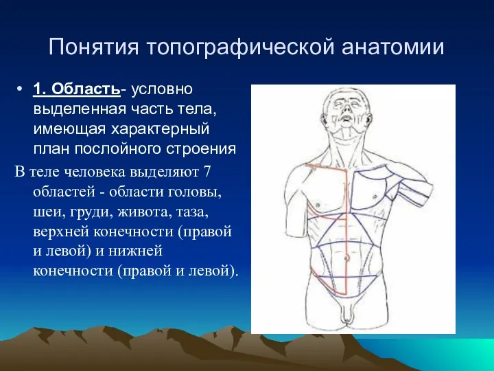 Понятия топографической анатомии 1. Область- условно выделенная часть тела, имеющая