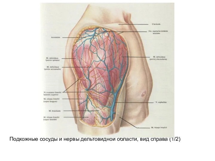 Подкожные сосуды и нервы дельтовидной области, вид справа (1/2)