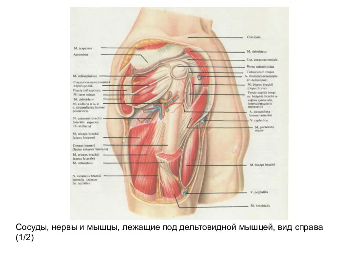 Сосуды, нервы и мышцы, лежащие под дельтовидной мышцей, вид справа (1/2)