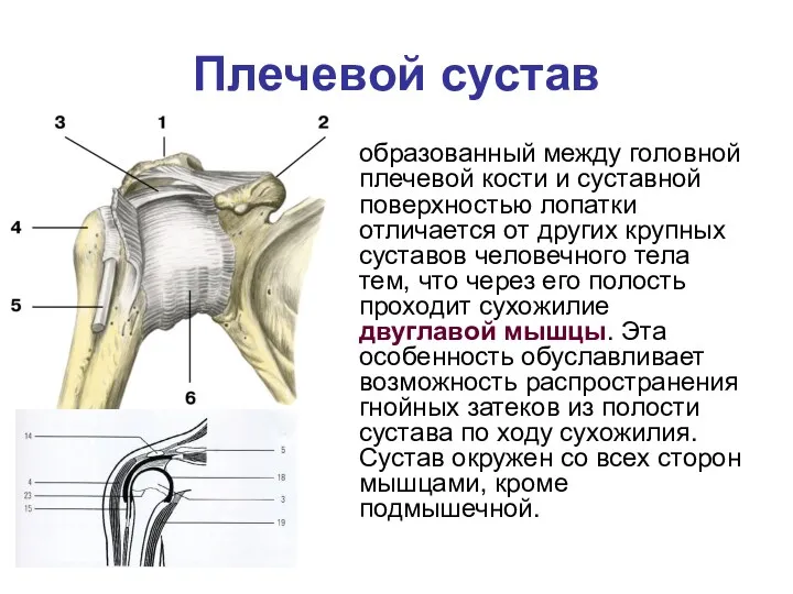 Плечевой сустав образованный между головной плечевой кости и суставной поверхностью