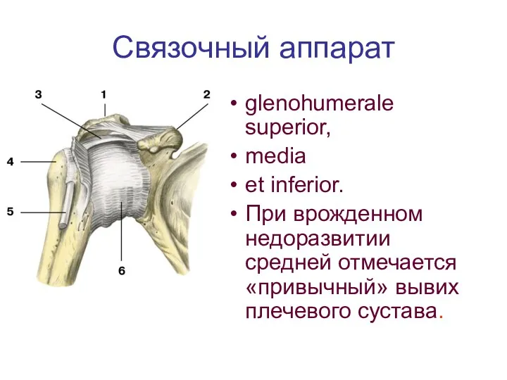 Связочный аппарат glenohumerale superior, media еt inferior. При врожденном недоразвитии средней отмечается «привычный» вывих плечевого сустава.