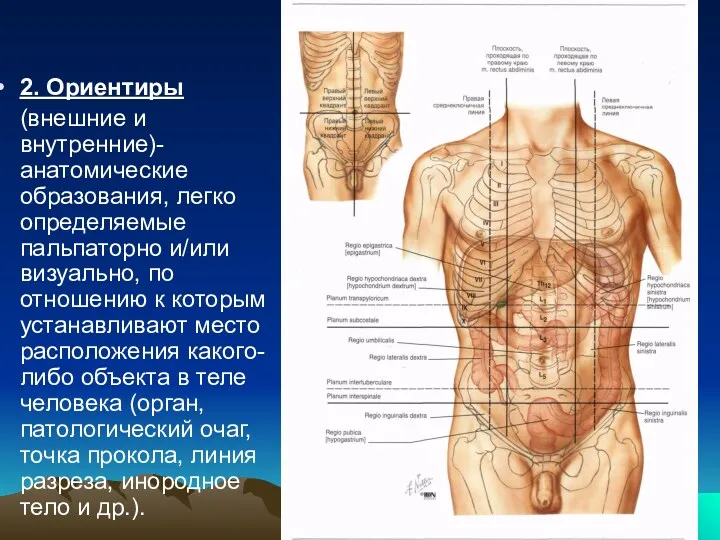 2. Ориентиры (внешние и внутренние)- анатомические образования, легко определяемые пальпаторно