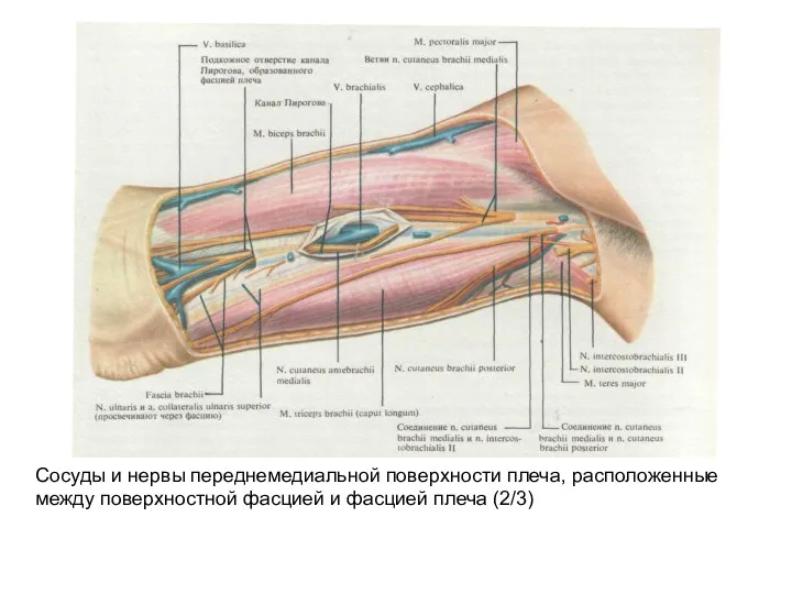 Сосуды и нервы переднемедиальной поверхности плеча, расположенные между поверхностной фасцией и фасцией плеча (2/3)
