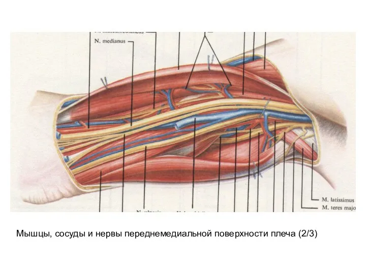 Мышцы, сосуды и нервы переднемедиальной поверхности плеча (2/3)