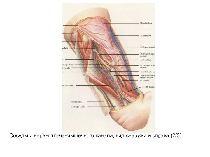 Сосуды и нервы плече-мышечного канала; вид снаружи и справа (2/3)