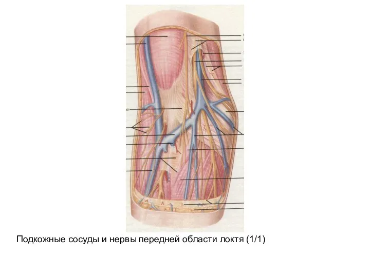 Подкожные сосуды и нервы передней области локтя (1/1)