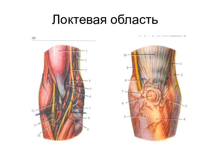 Локтевая область