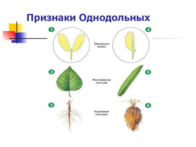 Признаки Однодольных