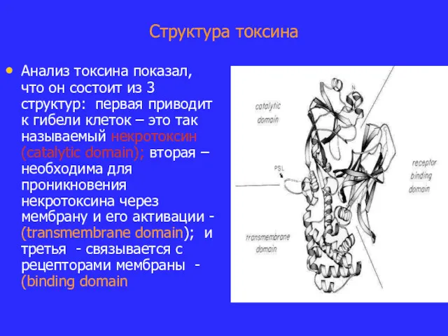 Структура токсина Анализ токсина показал, что он состоит из 3